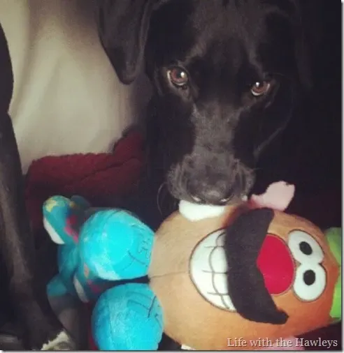 Rooney & Mr Potato Head
